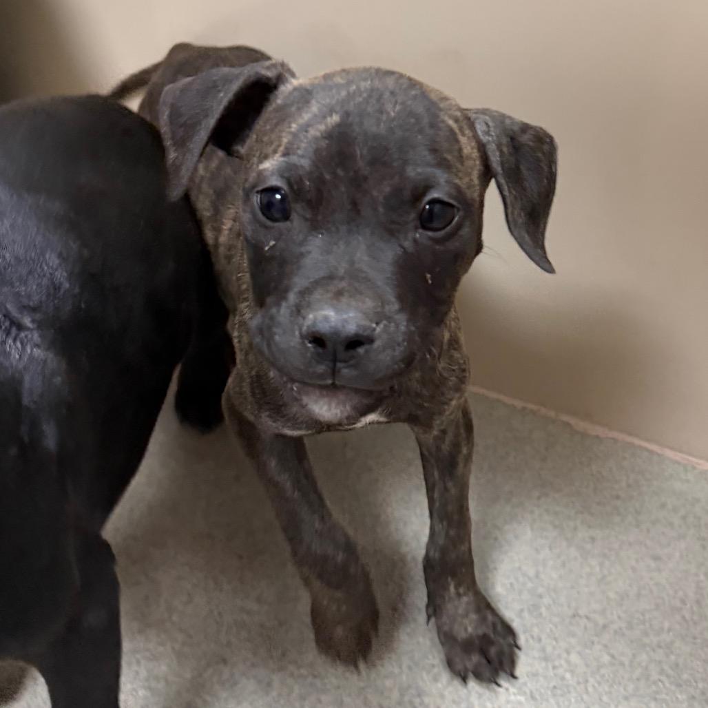 Wonka, a Adoptable Pit Bull Terrier in Sonoma, CA image 1/5