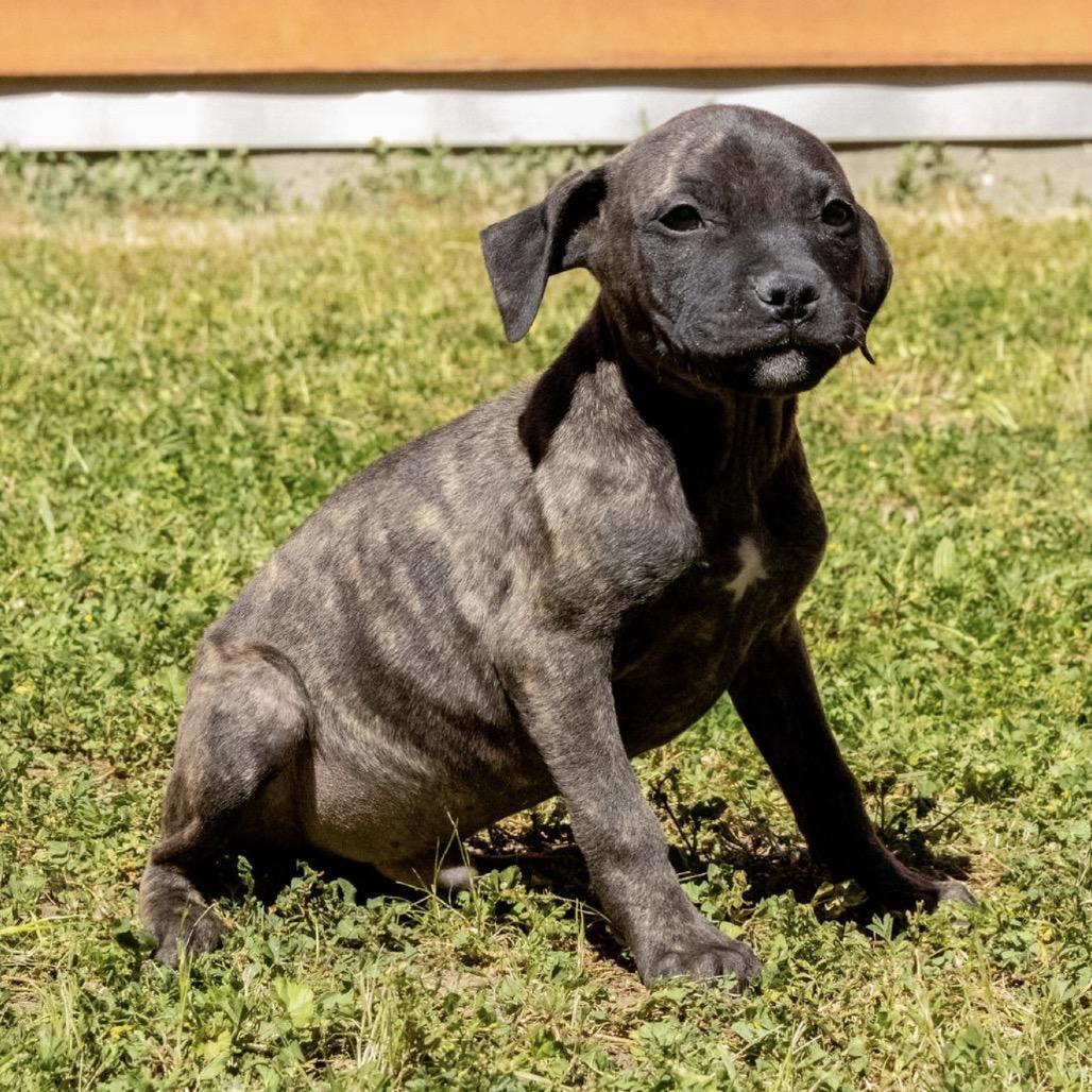 Wonka, a Adoptable Pit Bull Terrier in Sonoma, CA image 2/5