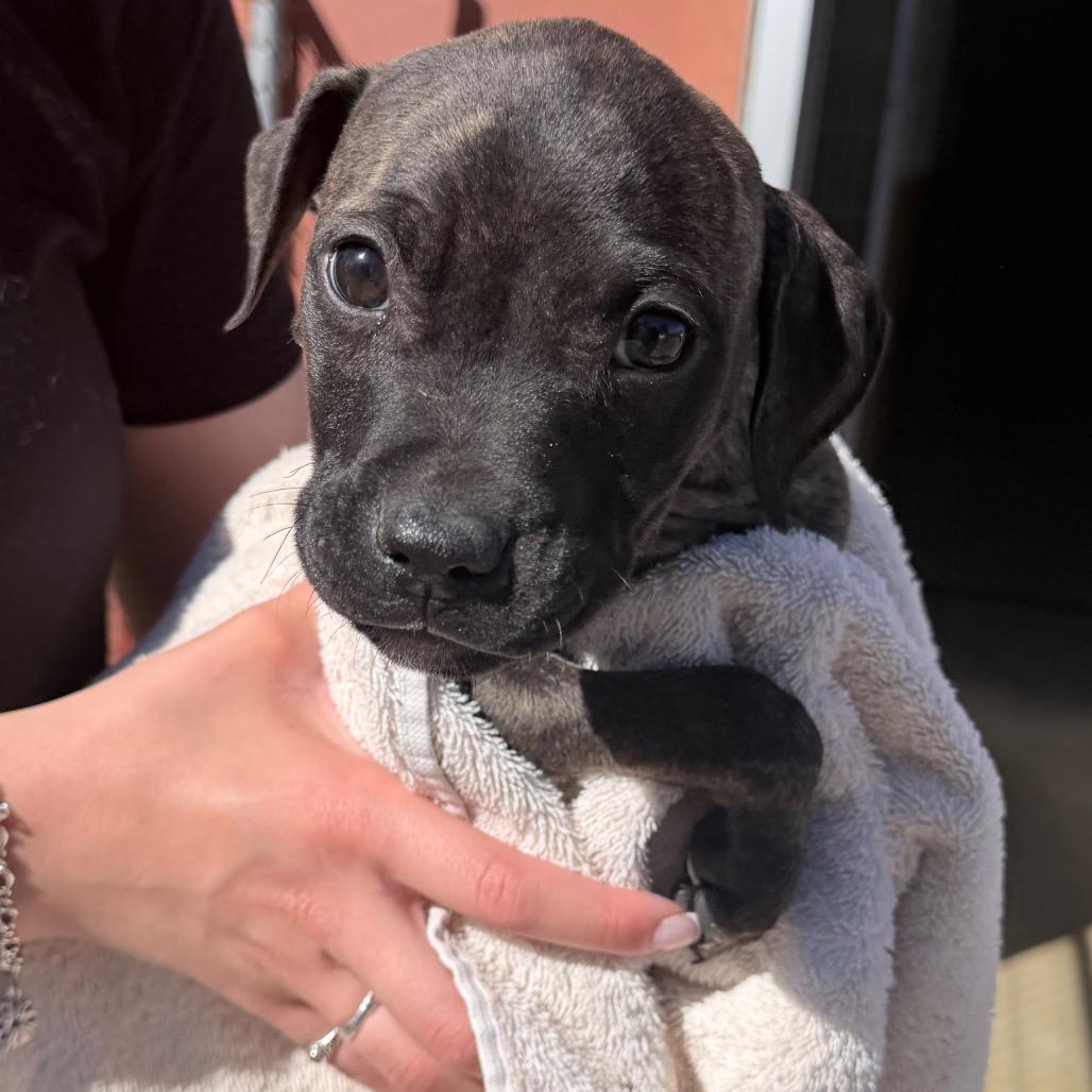 Wonka, a Adoptable Pit Bull Terrier in Sonoma, CA image 3/5