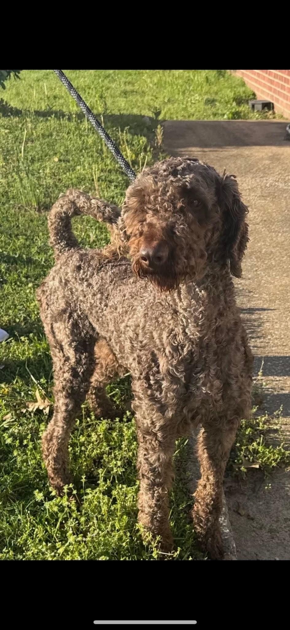 Thatcher (Scott-Fostered in TN) photo 1