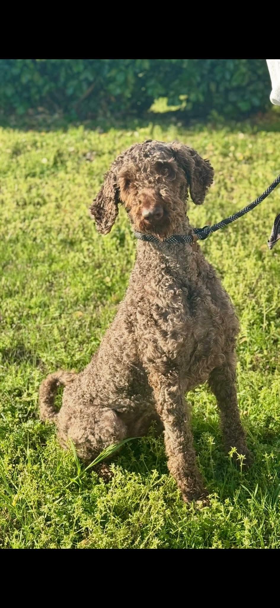 Thatcher (Scott-Fostered in TN) photo 4