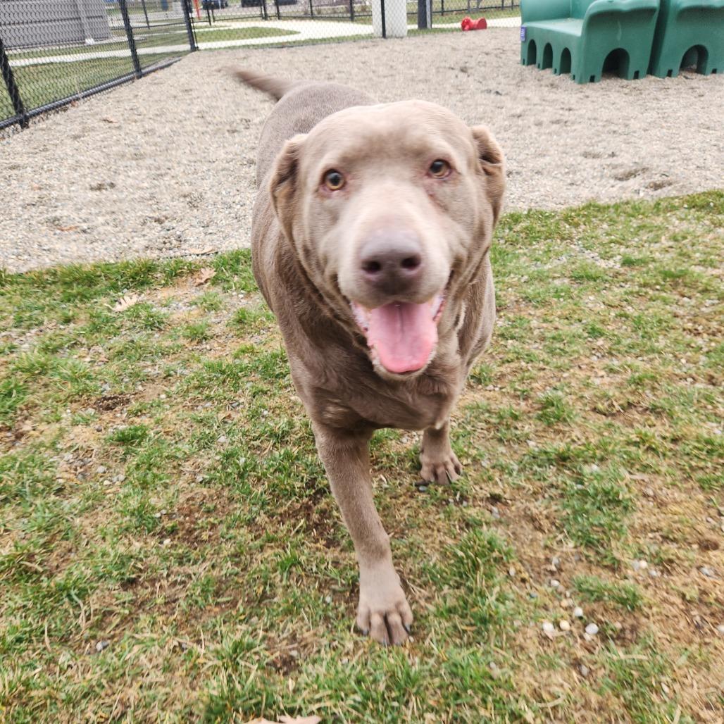 Galaxy, Adoptable, Senior Female Labrador Retriever.
