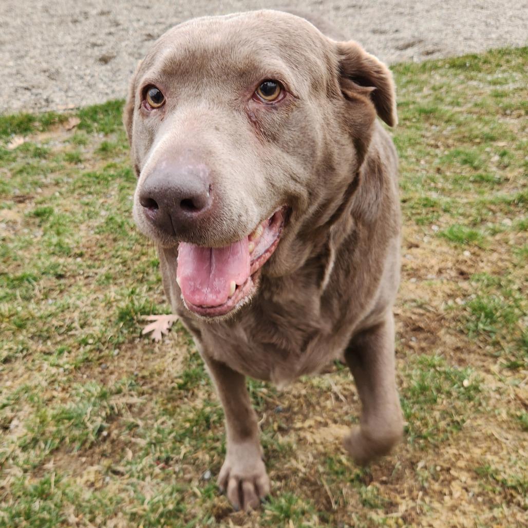 Enlarge Galaxy, a Adoptable Labrador Retriever in Fort Wayne, IN image 2/3
