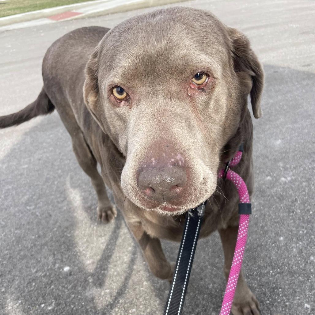 Enlarge Galaxy, a Adoptable Labrador Retriever in Fort Wayne, IN image 3/3