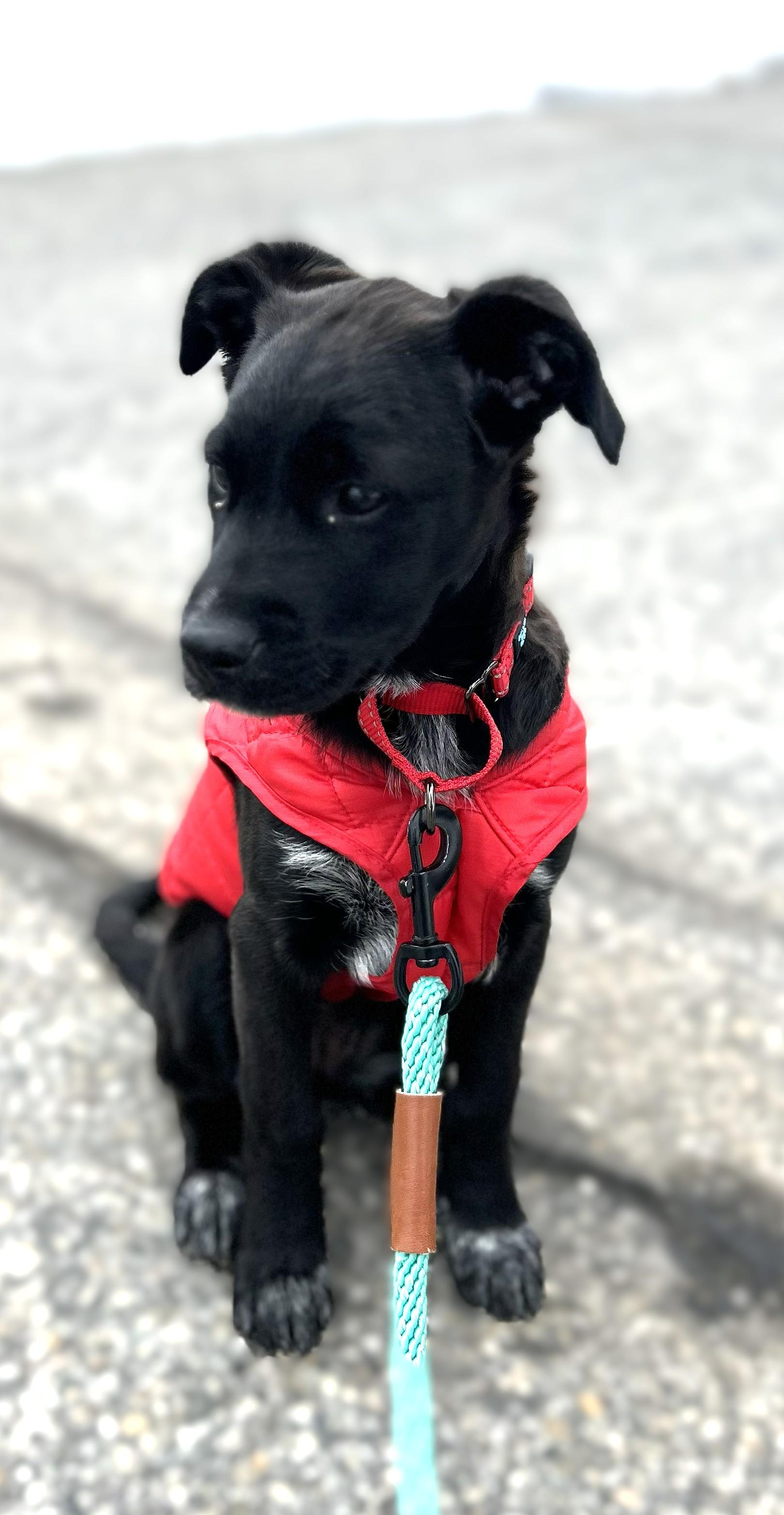 Francine ADOPTED, an adoptable mixed breed in South Portland, ME image 5/5