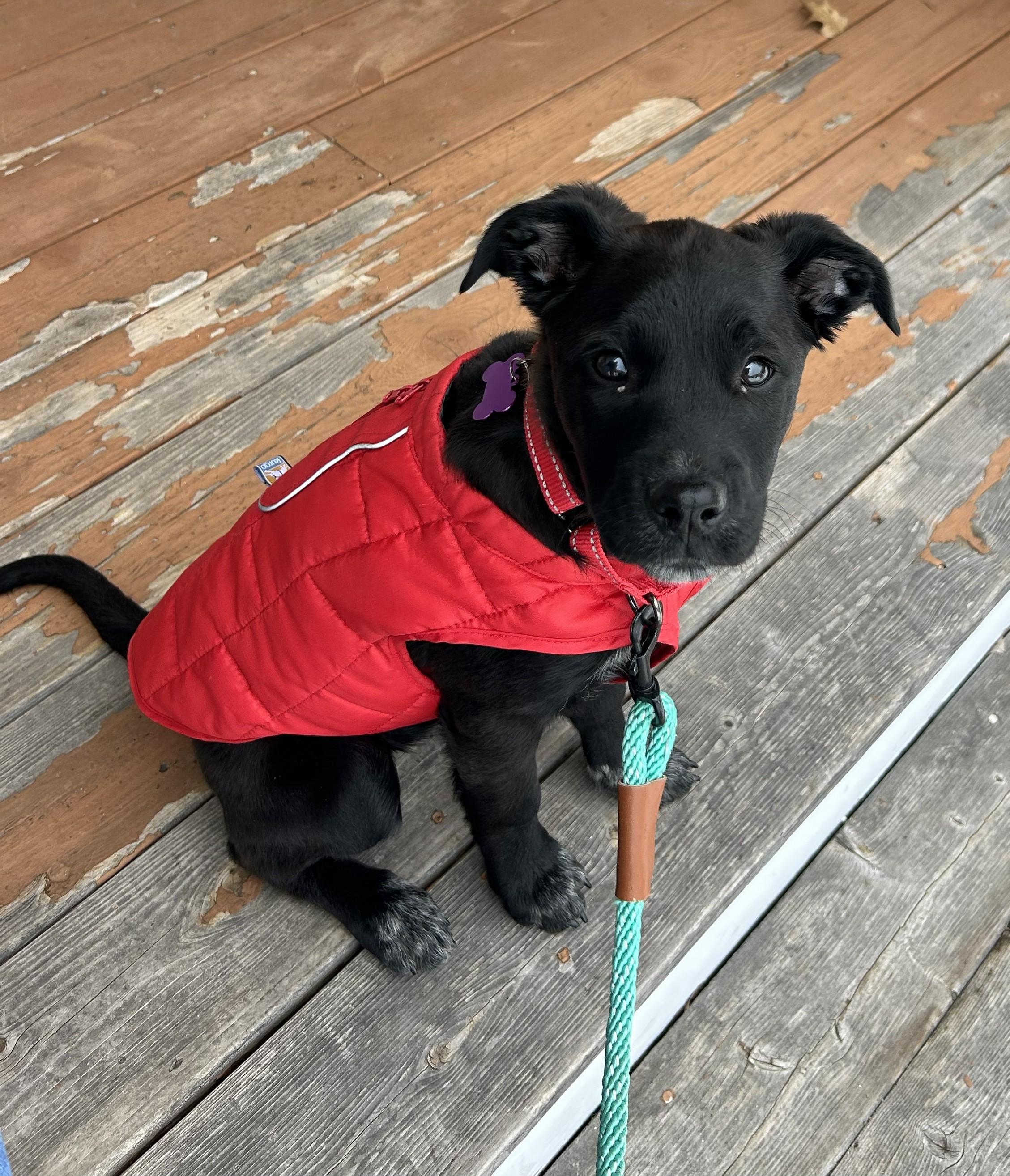 Francine ADOPTED, adoptable, Puppy Female Retriever & Cattle Dog.