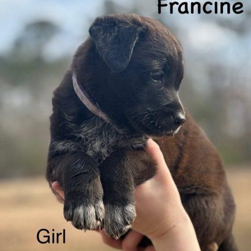 Francine thumbnail 2