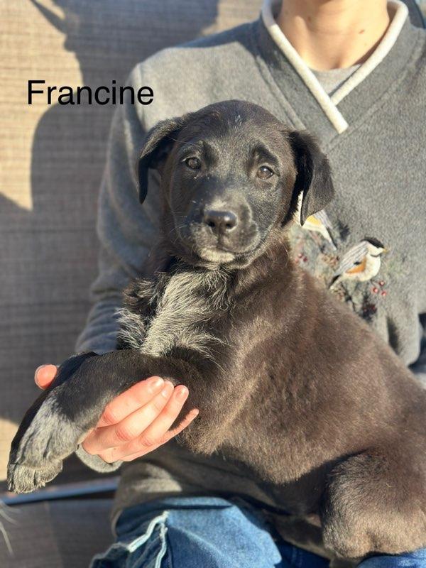 Enlarge Francine Pending, an adoptable mixed breed in South Portland, ME image 1/2