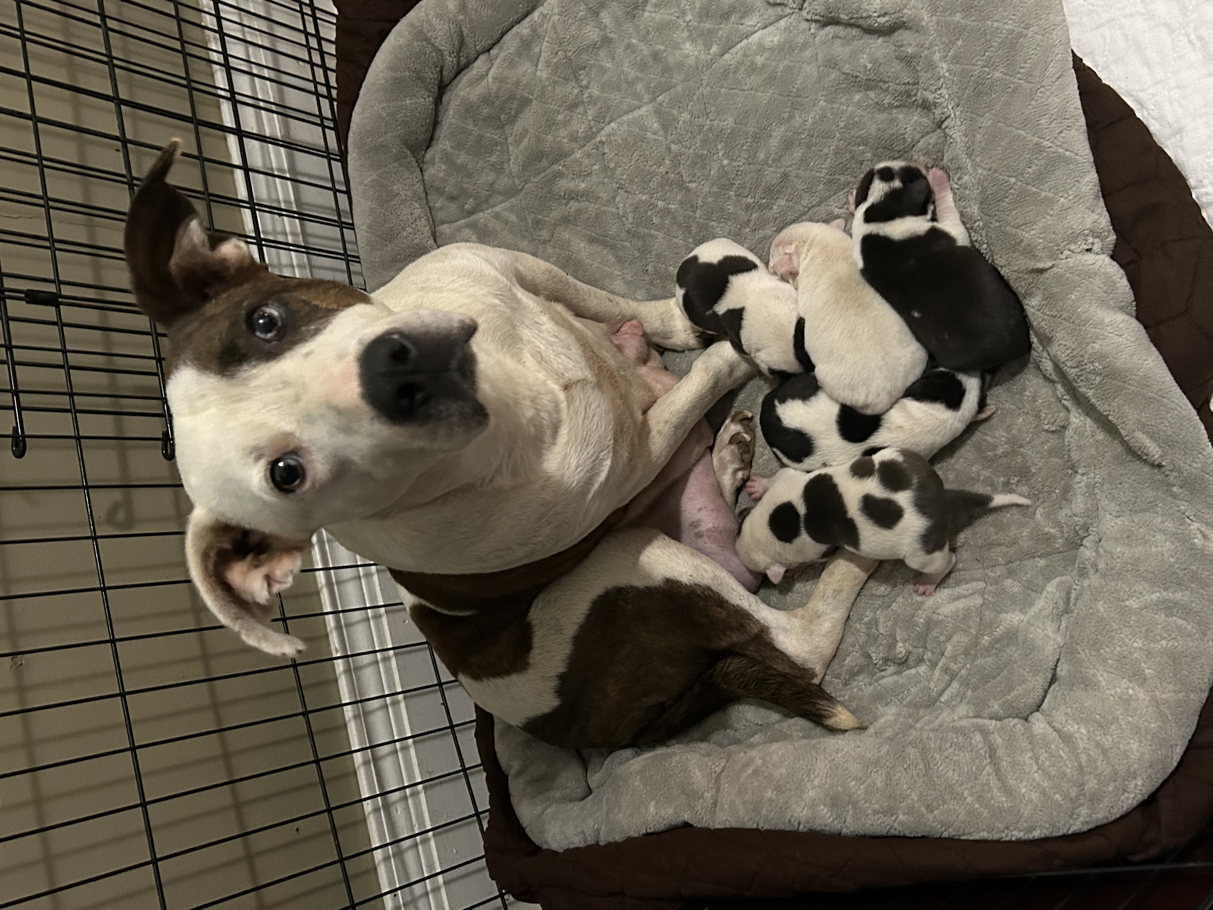 Enlarge Hope, an adopted Pit Bull Terrier in Chickamauga, GA image 2/2