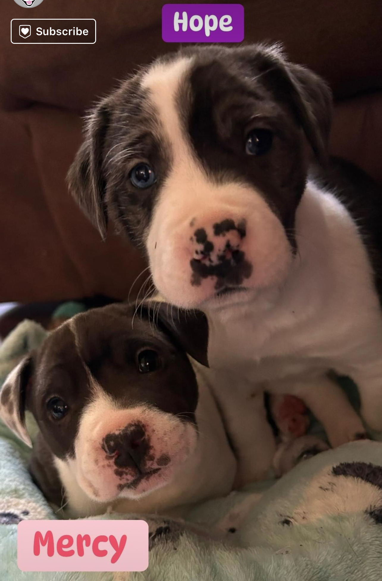 Hope, adopted, Puppy Female Pit Bull Terrier.
