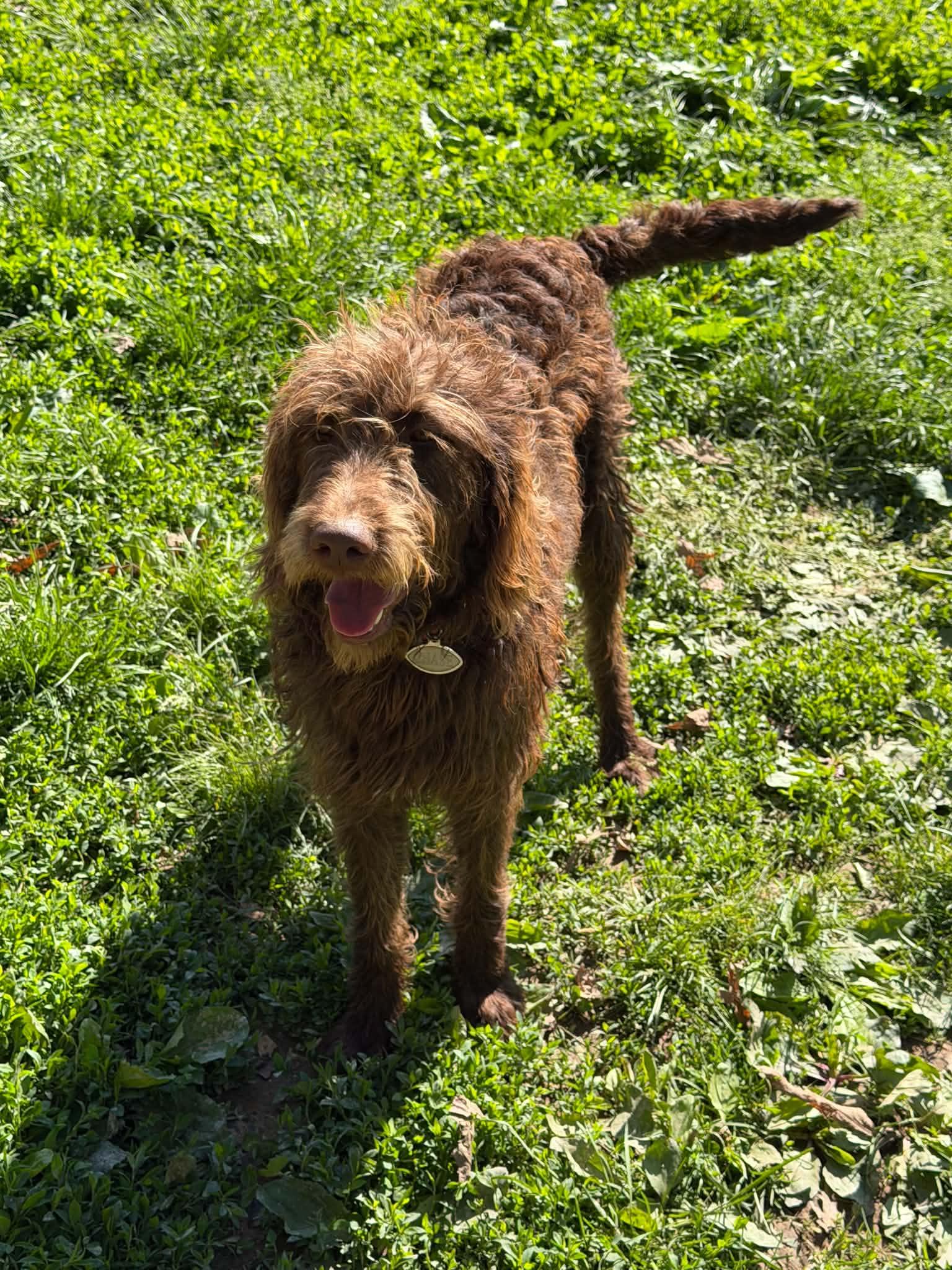 Chase, ADOPTABLE, Young Male Labradoodle.