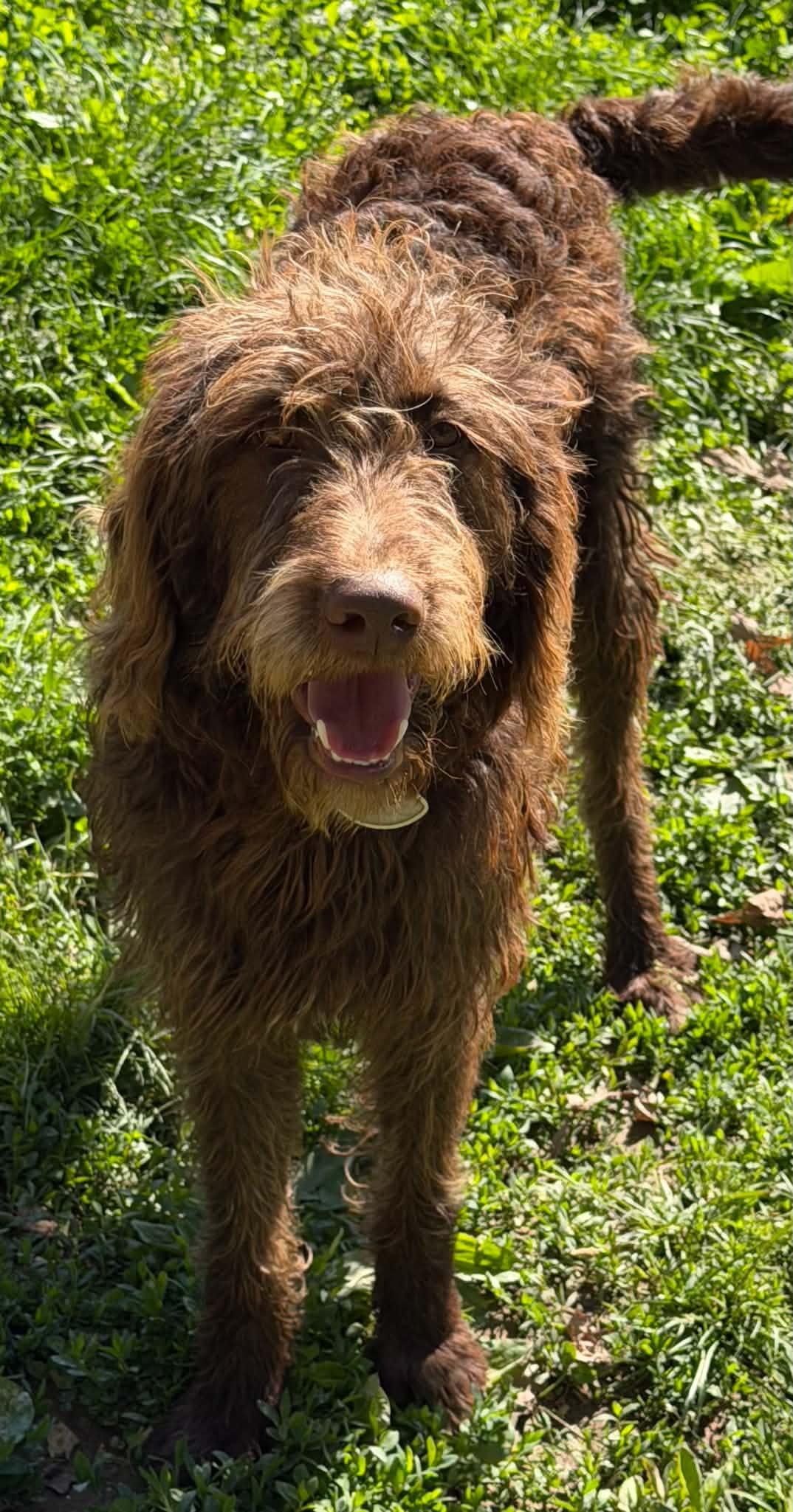 Chase, a ADOPTABLE Labradoodle in Zanesville, OH image 2/2