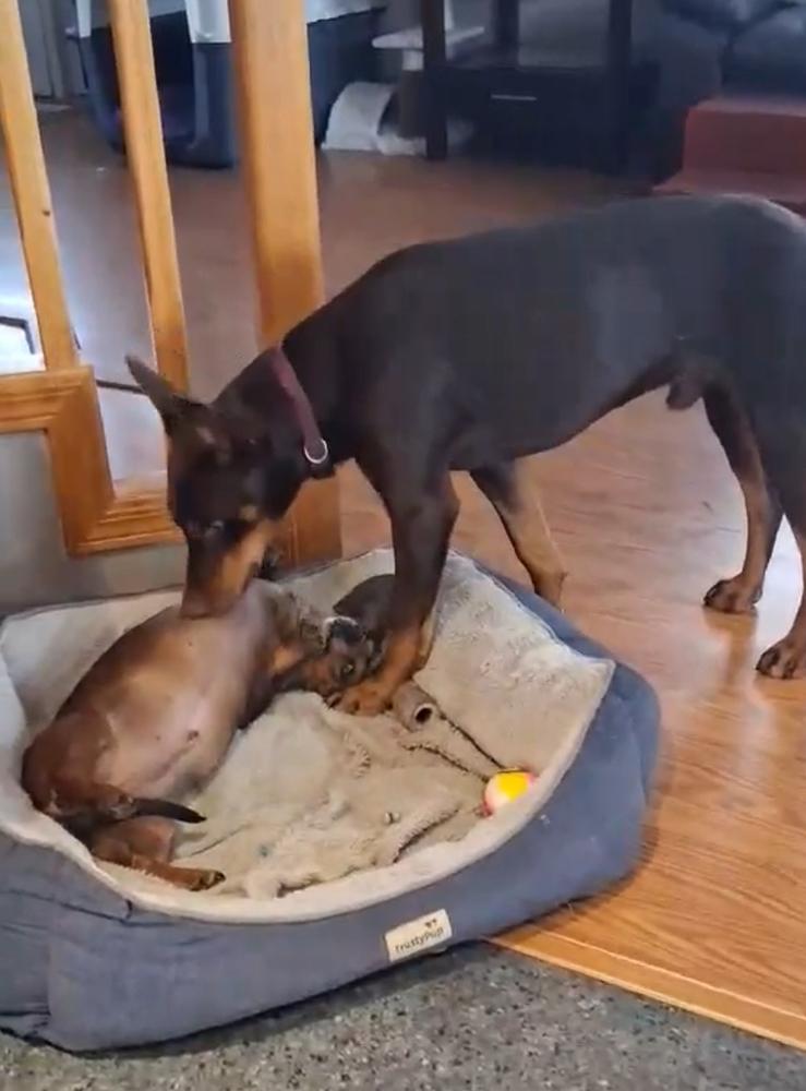 Fox (EDMONTON, AB), Adoptable, Young Male Doberman Pinscher & Australian Kelpie.