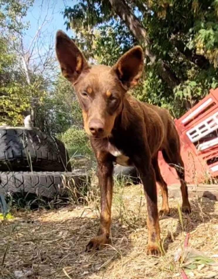 Enlarge Fox (EDMONTON, AB), a Adoptable mixed breed in Edmonton, AB image 2/3