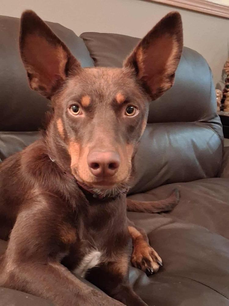 Enlarge Fox (EDMONTON, AB), a Adoptable mixed breed in Edmonton, AB image 3/3