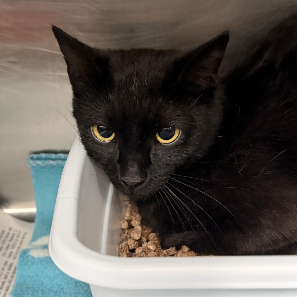 Noir, Adoptable, Kitten Female Domestic Short Hair.