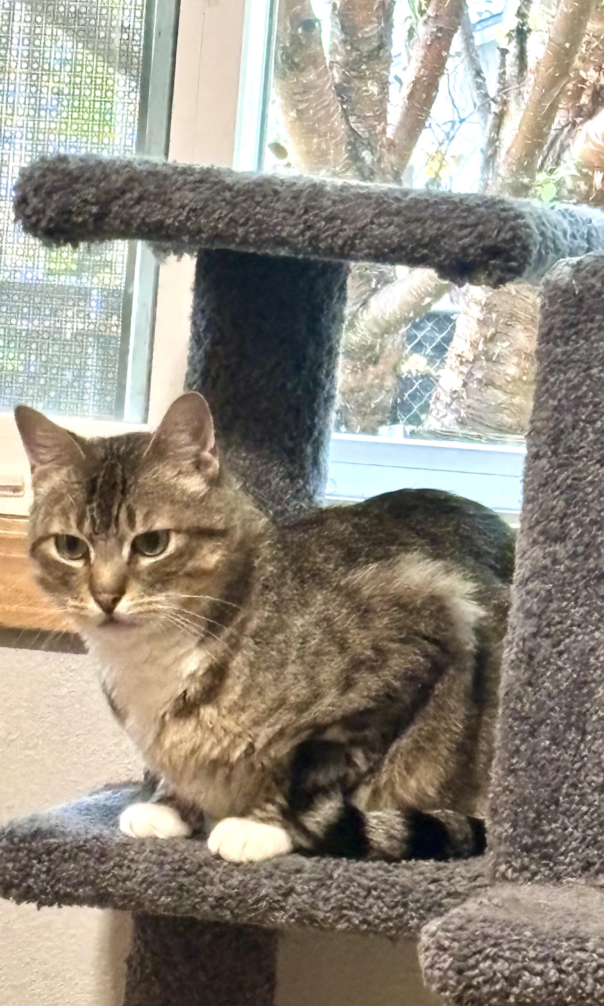 Enlarge Chips, a Adoptable Domestic Short Hair in Wasilla, AK image 1/3