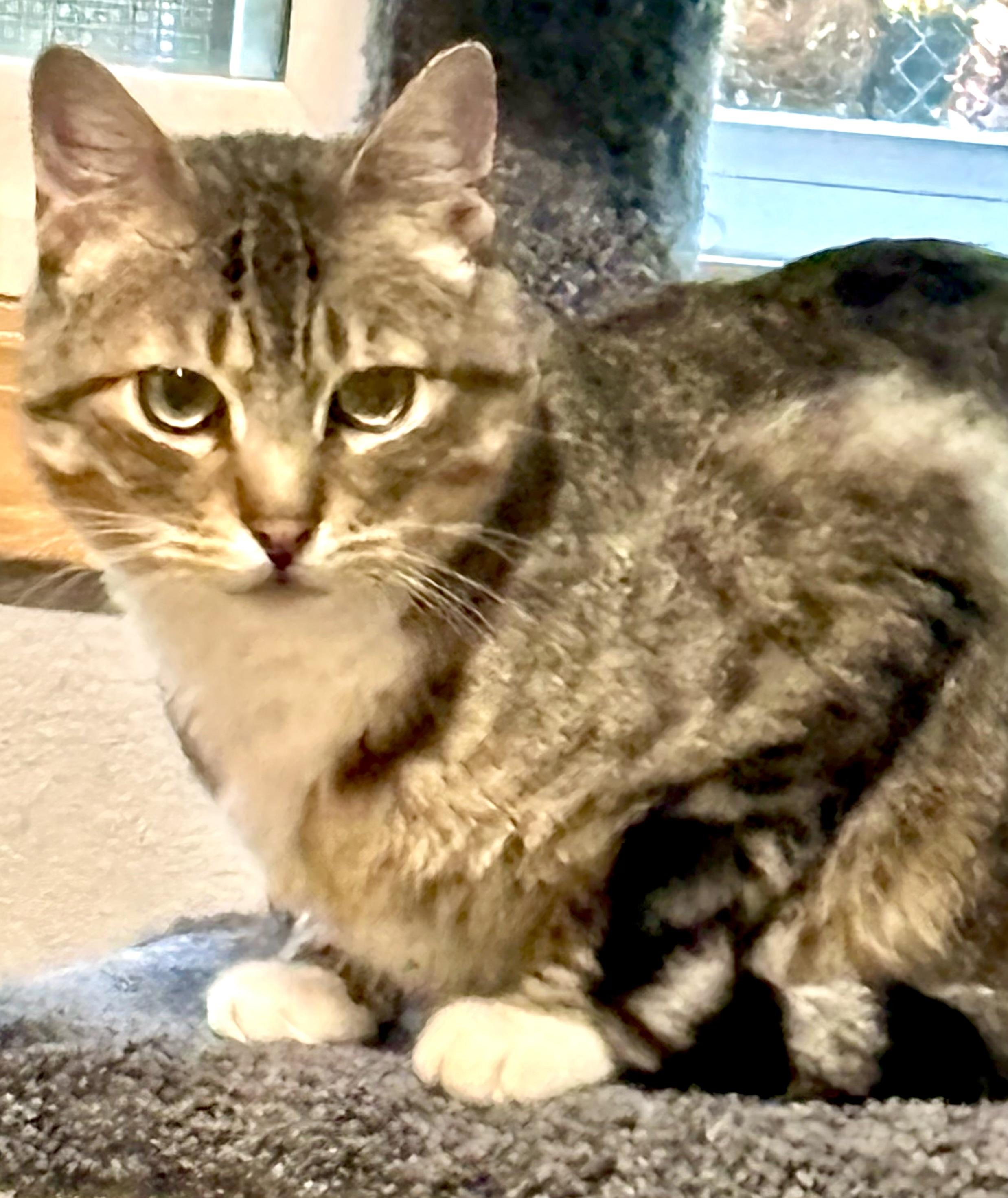 Enlarge Chips, a Adoptable Domestic Short Hair in Wasilla, AK image 2/3