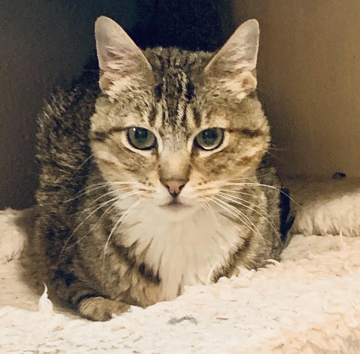 Enlarge Chips, a Adoptable Domestic Short Hair in Wasilla, AK image 3/4