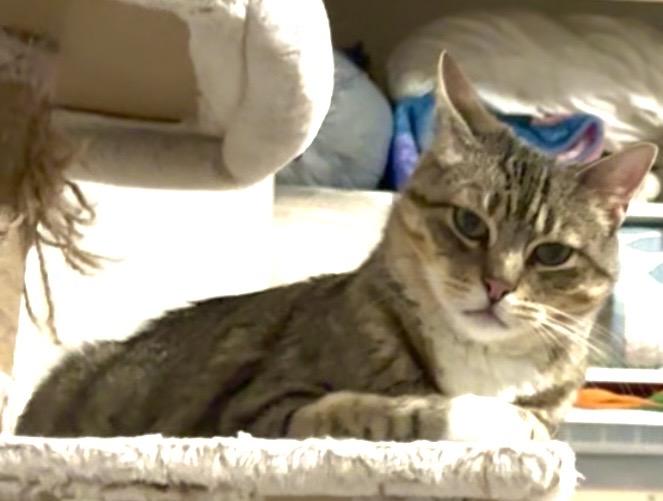 Enlarge Chips, a Adoptable Domestic Short Hair in Wasilla, AK image 3/3