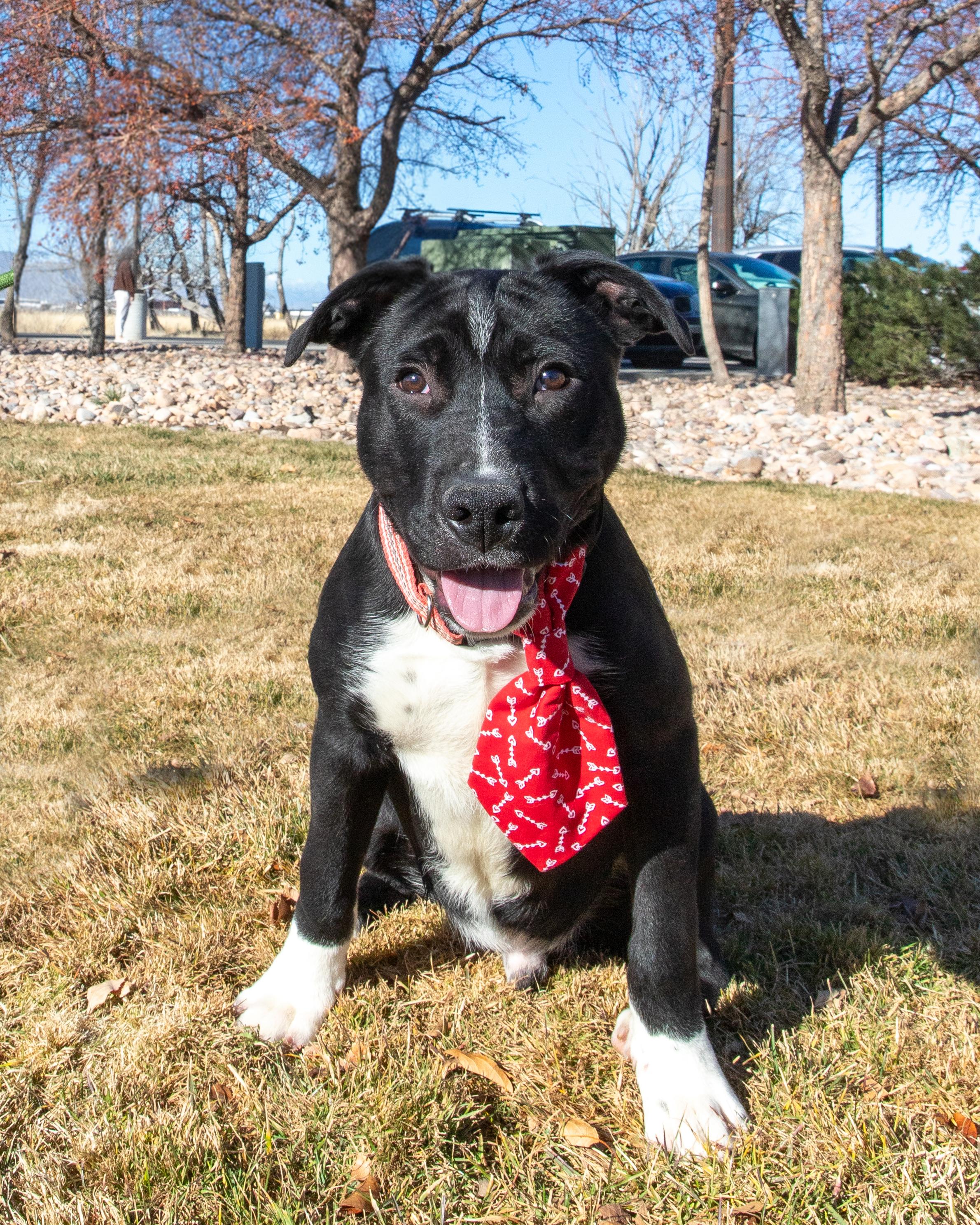 Stetson (91875), ADOPTABLE, Young Male Pit Bull Terrier.