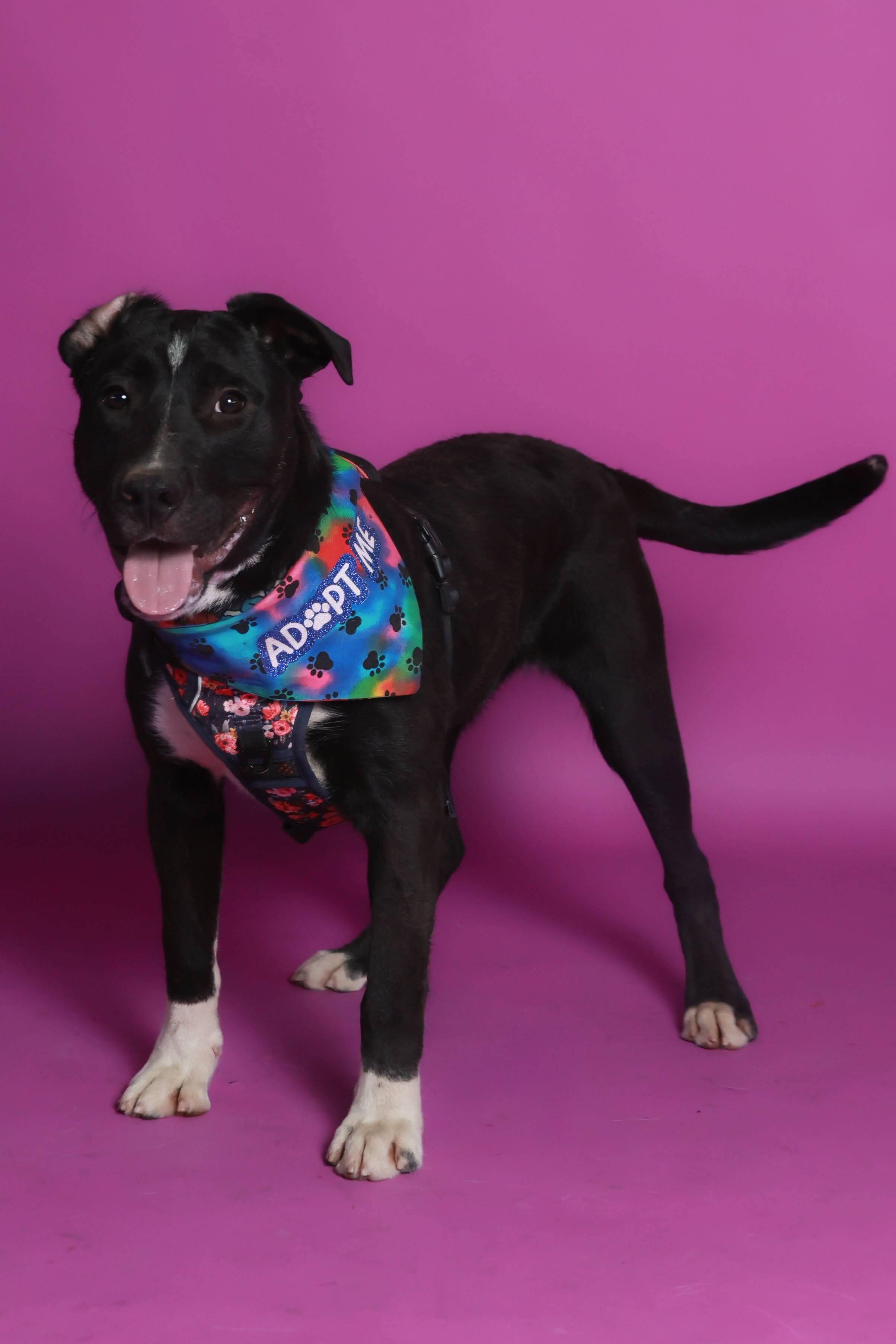 Enlarge Stetson (91875), a ADOPTABLE mixed breed in Spanish Fork, UT image 2/2