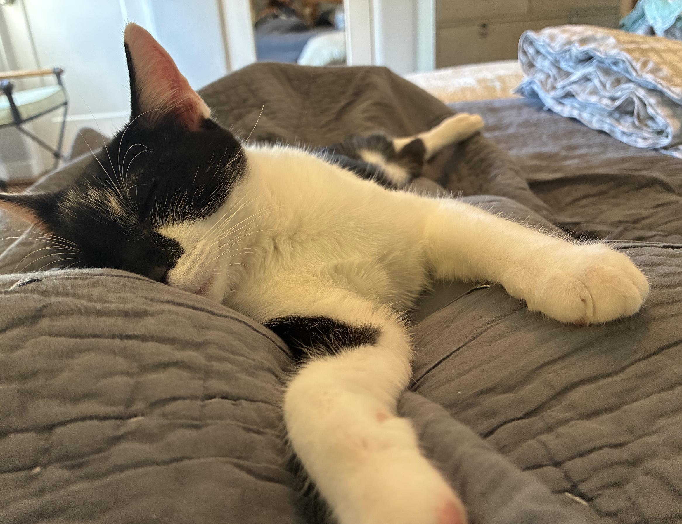 Enlarge Baby Boy, a Adoptable Domestic Short Hair in Emeryville, CA image 5/6