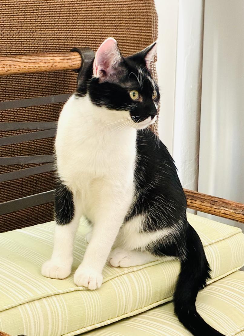 Enlarge Baby Boy, a Adoptable Domestic Short Hair in Emeryville, CA image 4/6