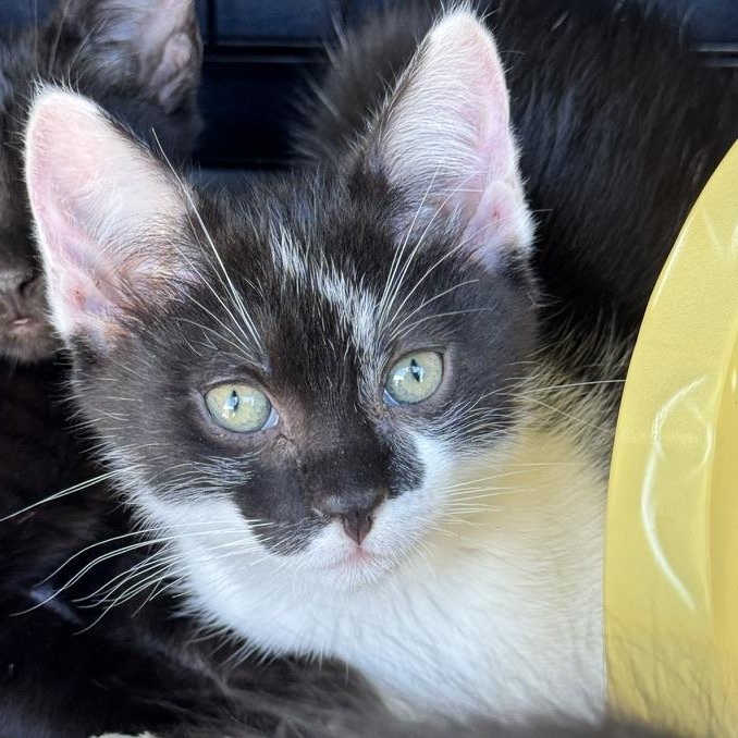 Enlarge Baby Boy, a Adoptable Domestic Short Hair in Emeryville, CA image 2/6