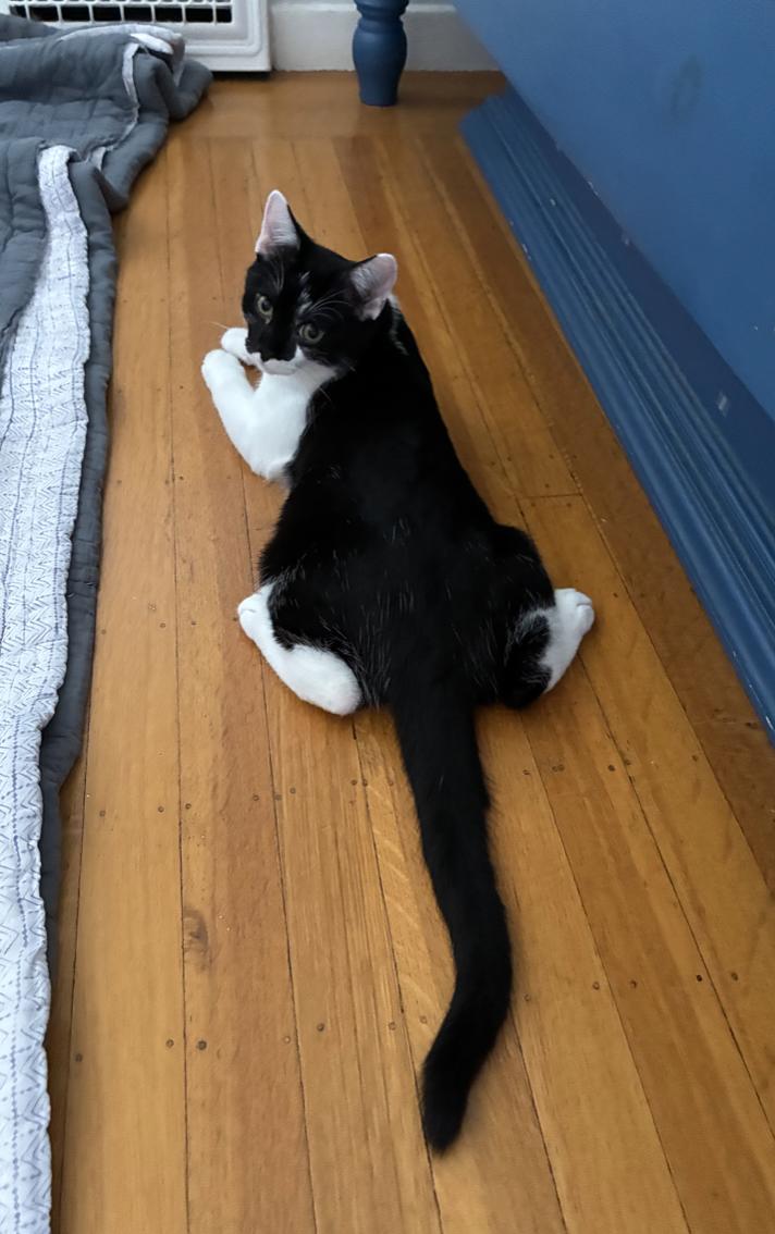 Enlarge Baby Boy, a Adoptable Domestic Short Hair in Emeryville, CA image 3/6