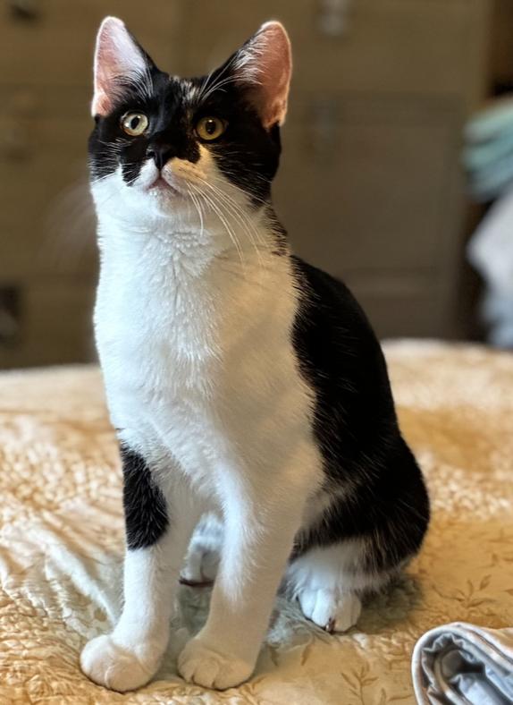 Enlarge Baby Boy, a Adoptable Domestic Short Hair in Emeryville, CA image 6/6