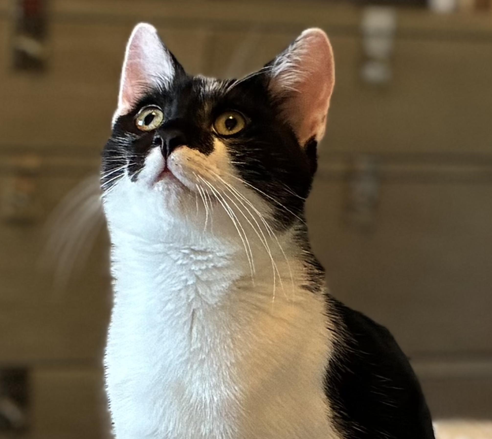 Enlarge Baby Boy, a Adoptable Domestic Short Hair in Emeryville, CA image 1/6
