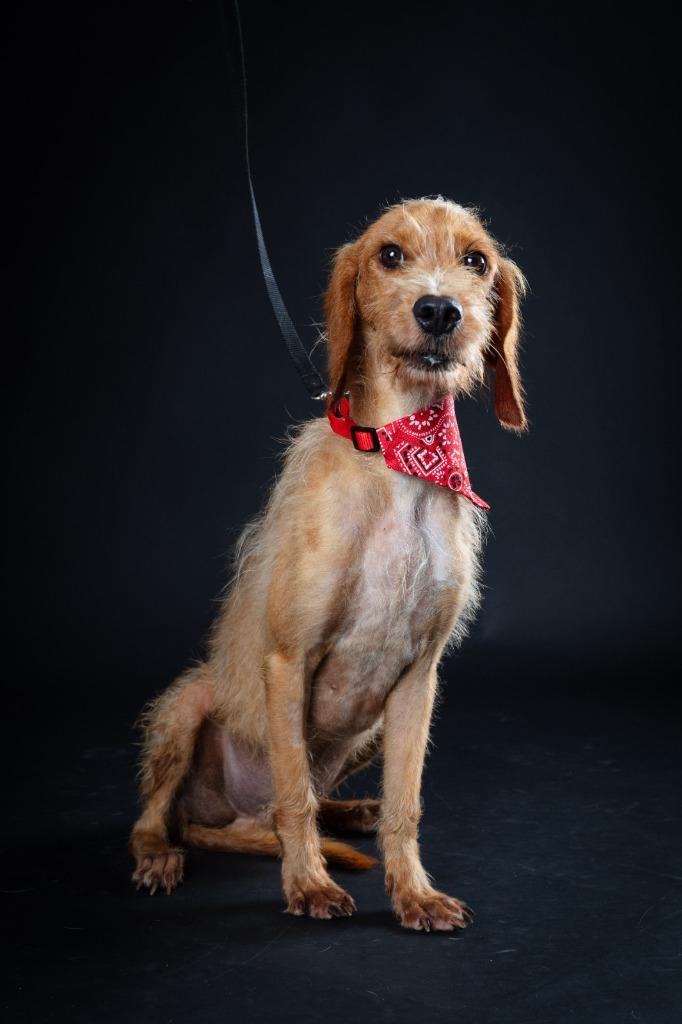 Enlarge Aramis, a Adopted mixed breed in San Juan de Abajo, NAY image 1/4