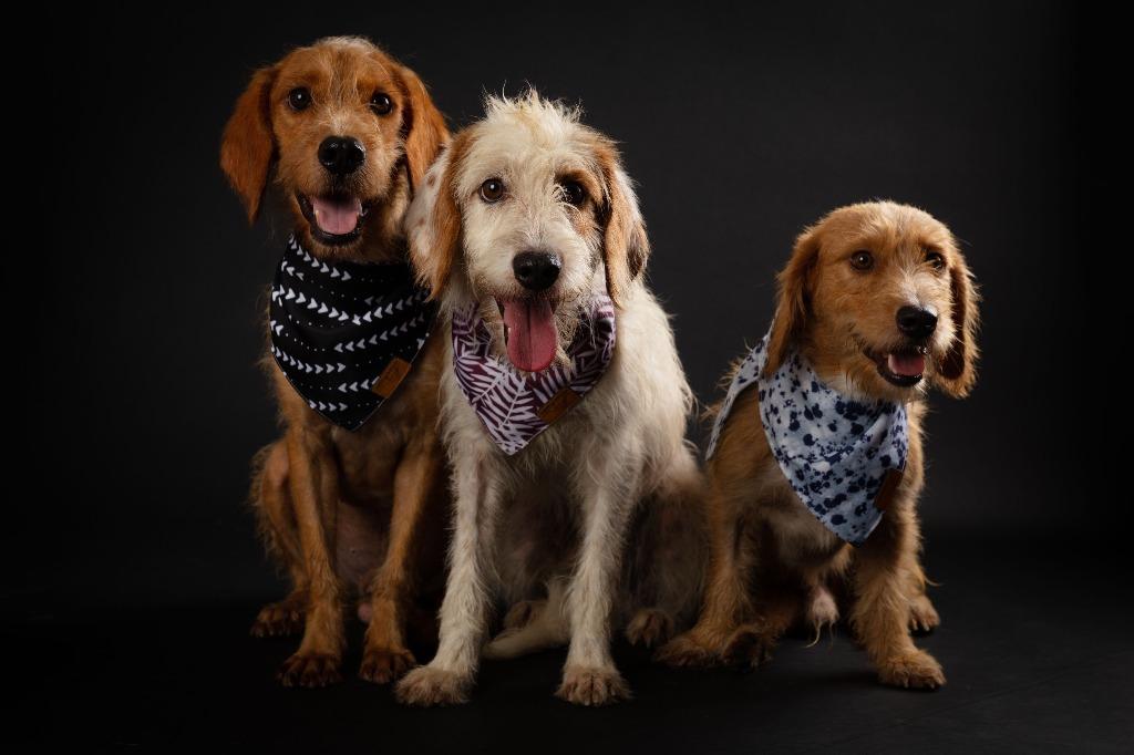 Enlarge Aramis, a Adopted mixed breed in San Juan de Abajo, NAY image 2/4