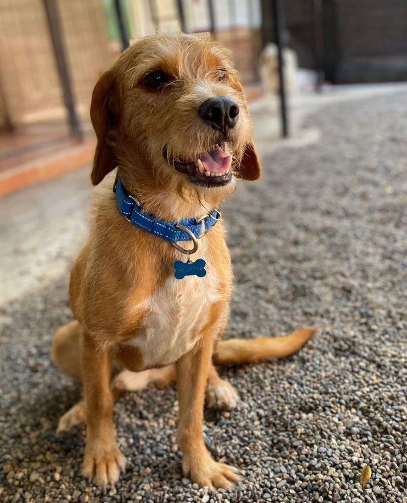 Enlarge Aramis, a Adopted mixed breed in San Juan de Abajo, NAY image 3/4