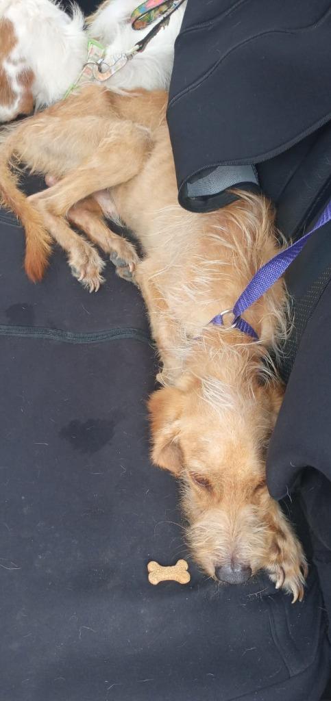 Enlarge Aramis, a Adopted mixed breed in San Juan de Abajo, NAY image 4/4