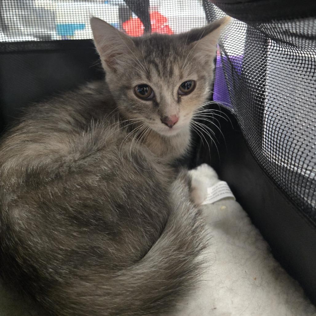 Cherry Coke, Adoptable, Young Female Domestic Medium Hair.