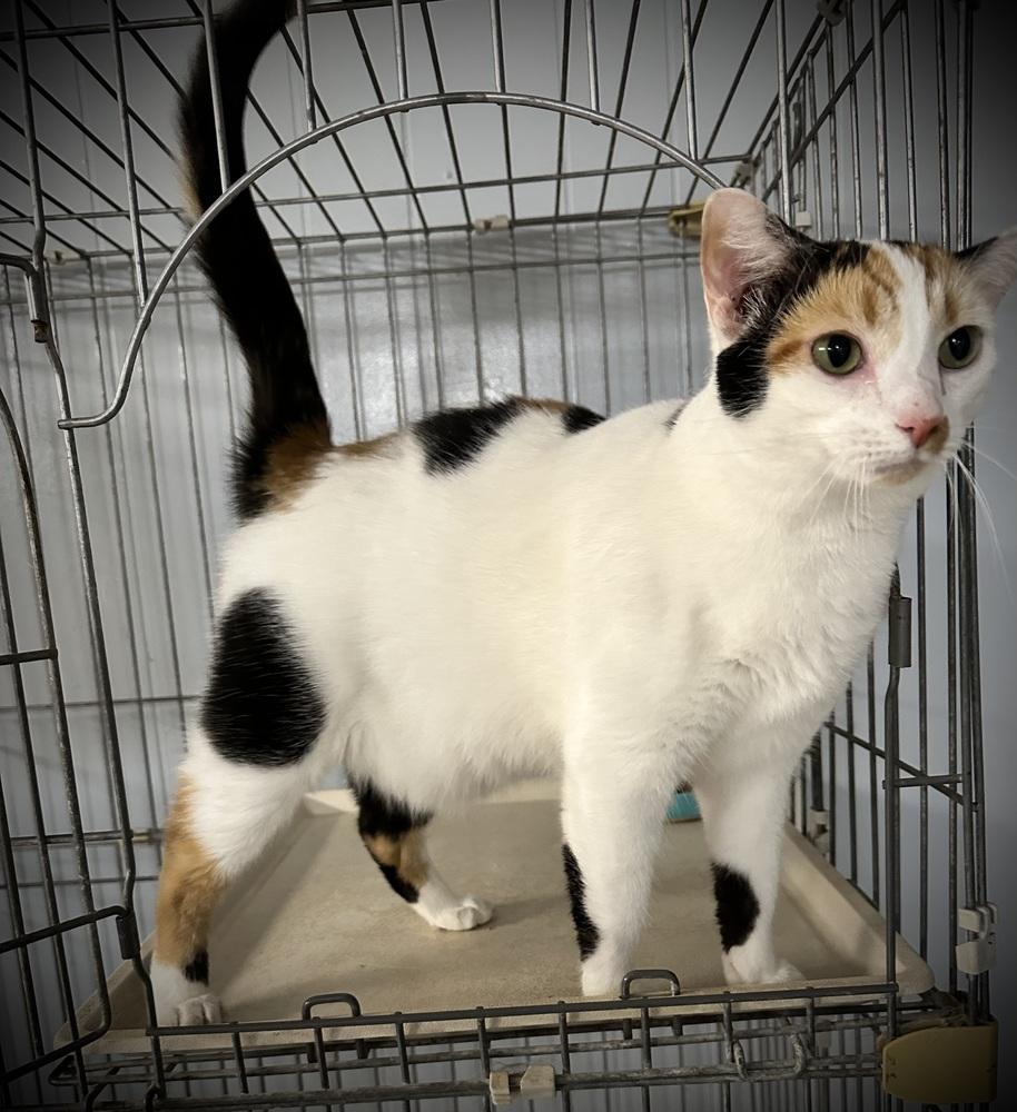 Enlarge Tubi, a Adoptable Domestic Short Hair in Richmond, IN image 1/1