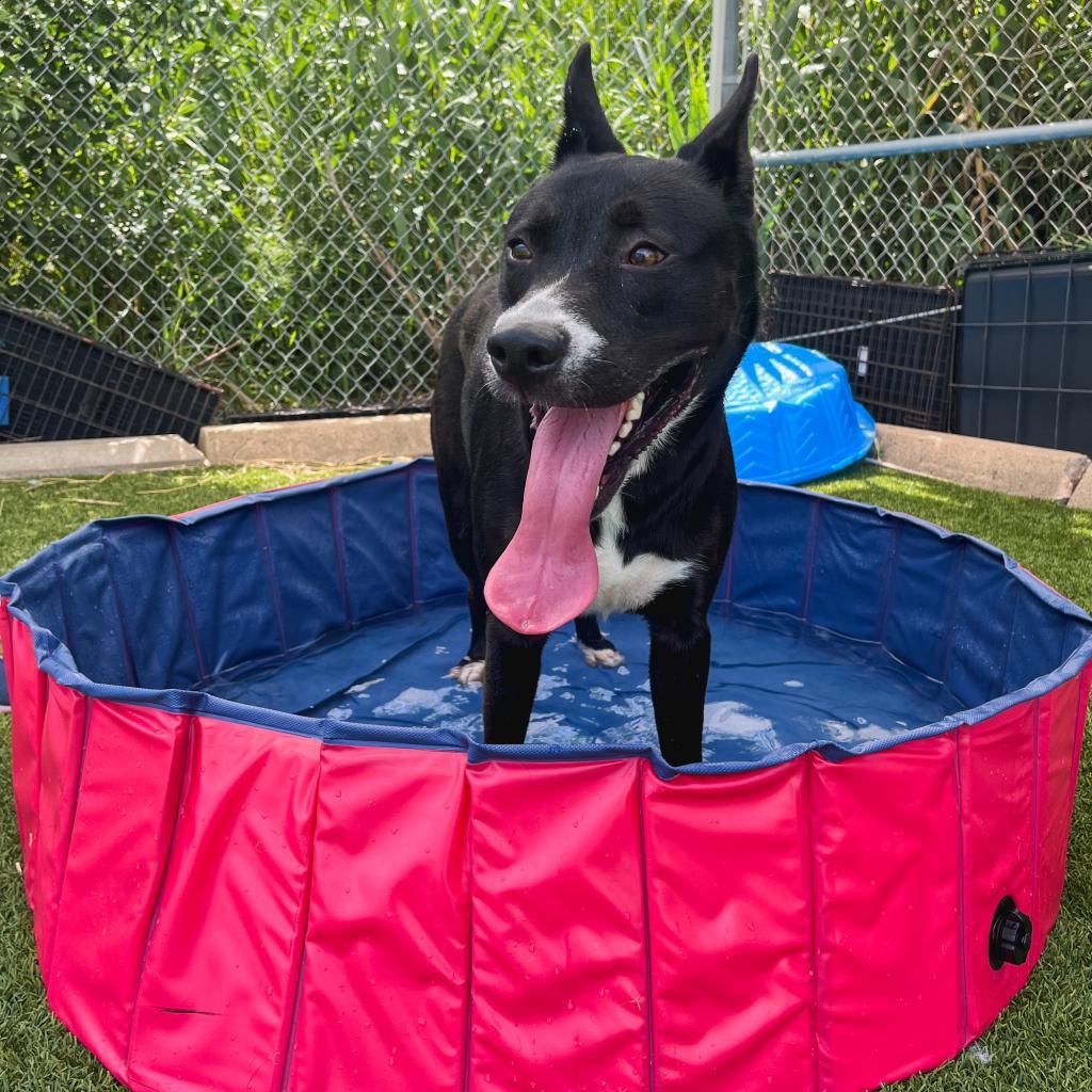 Ziggy, a Adoptable Mixed Breed in Galveston, TX image 1/6