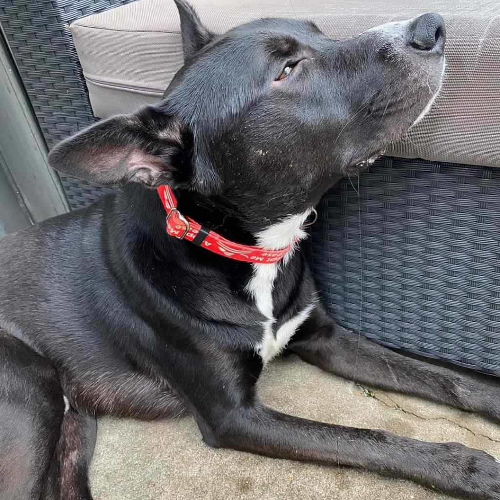 Ziggy, a Adoptable Mixed Breed in Galveston, TX image 2/6