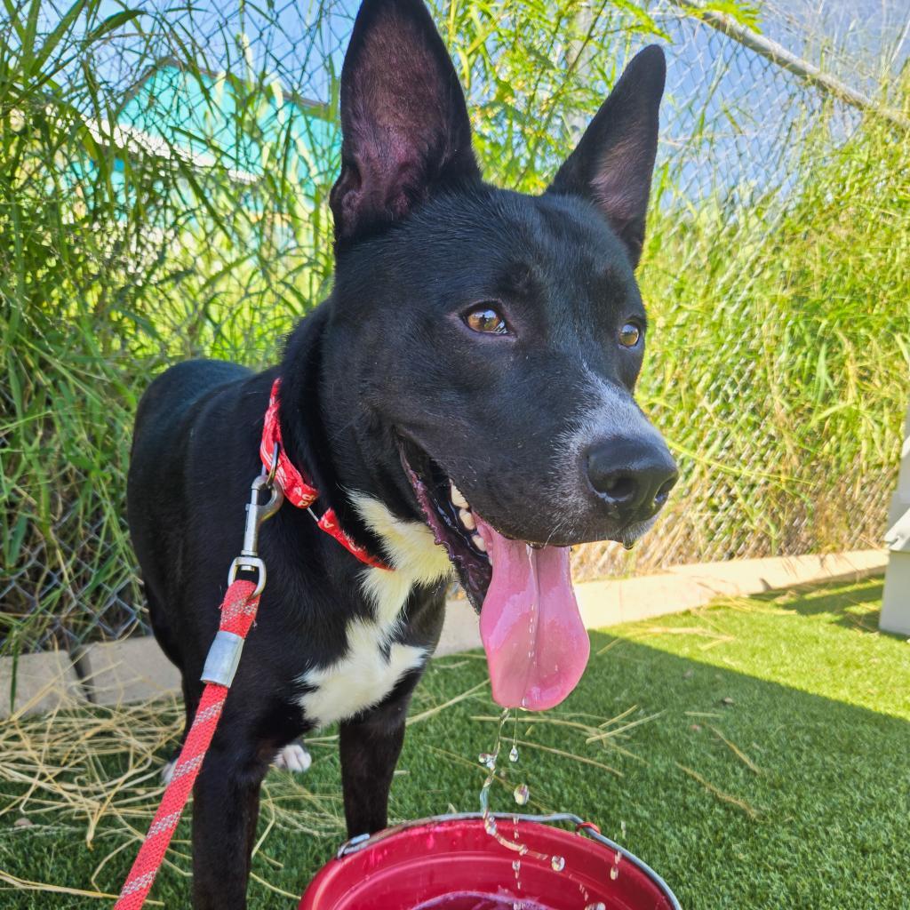 Ziggy, a Adoptable Mixed Breed in Galveston, TX image 3/6