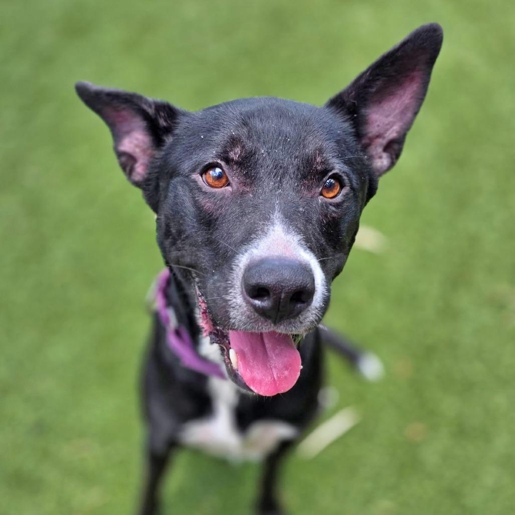 Ziggy, a Adoptable Mixed Breed in Galveston, TX image 4/6