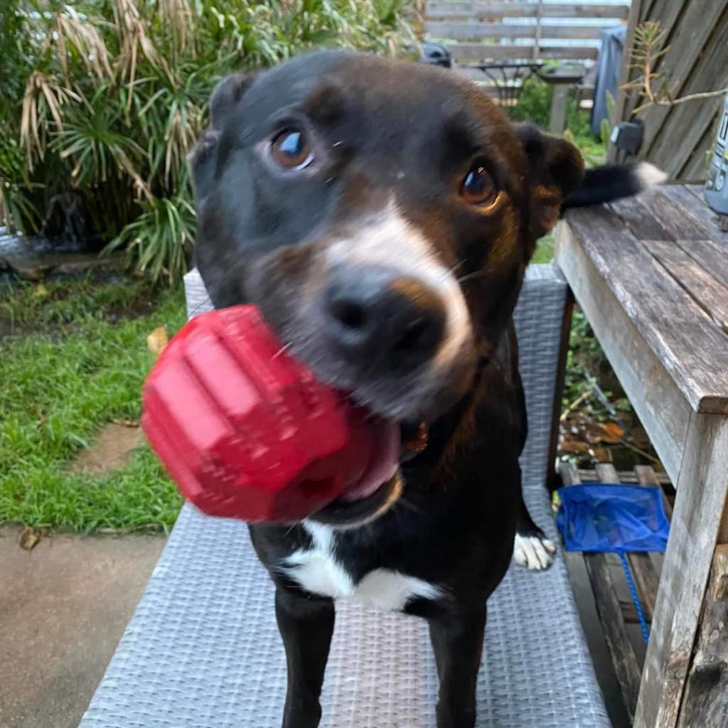 Ziggy, a Adoptable Mixed Breed in Galveston, TX image 5/6