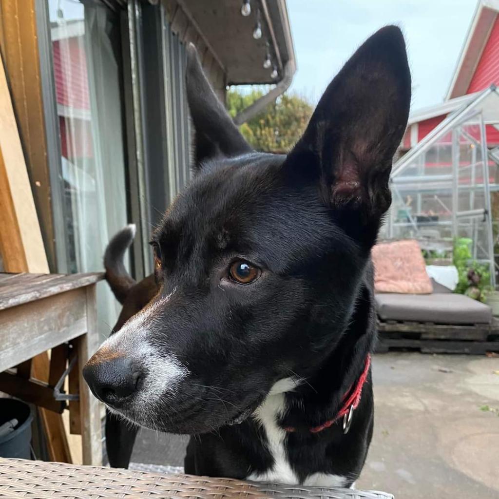 Ziggy, a Adoptable Mixed Breed in Galveston, TX image 6/6