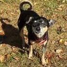 Chico, Adoptable, Senior Male Chihuahua.