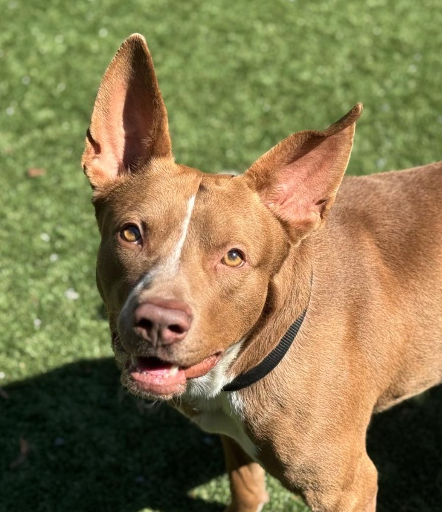 ADOPT ME! SHELTER IS FULL - I'm a sweet boy! I'm Jacko - come meet me!