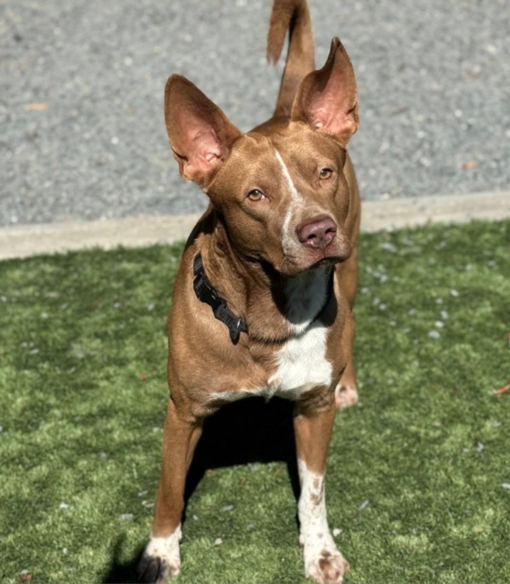 ADOPT ME! SHELTER IS FULL - I'm a sweet boy! I'm Jacko - come meet me!
