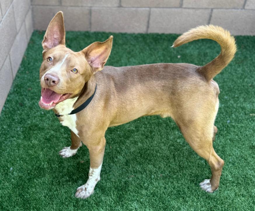 ADOPT ME! SHELTER IS FULL - I'm a sweet boy! I'm Jacko - come meet me!