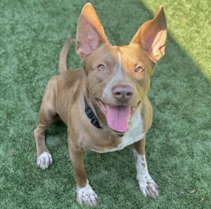 ADOPT ME! SHELTER IS FULL - I'm a sweet boy! I'm Jacko - come meet me!