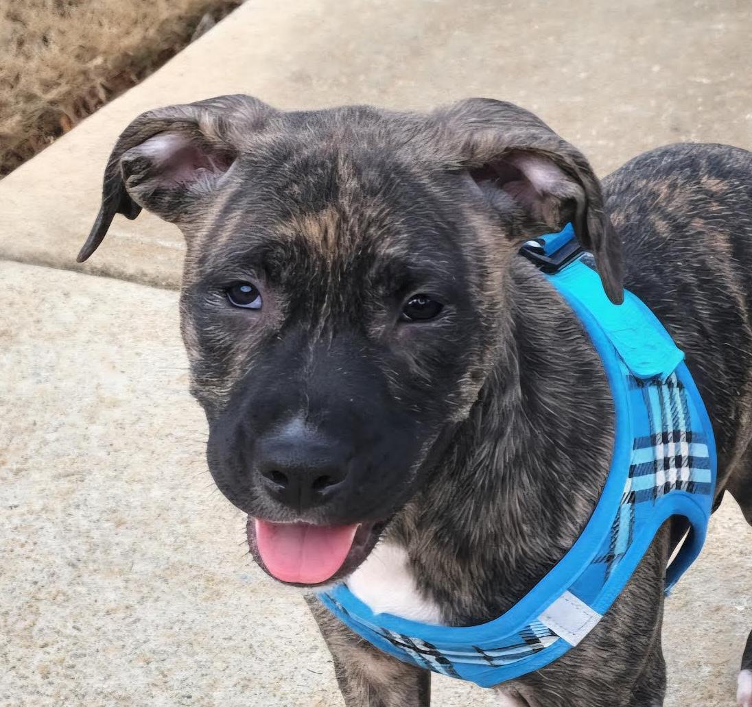 Hallie, ADOPTABLE, Puppy Female Boxer.